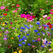 Heat-resistant flower seed Seasons seed Wildflower combined flower seed outdoor patio Easy to live for many years with cold and drought resistance