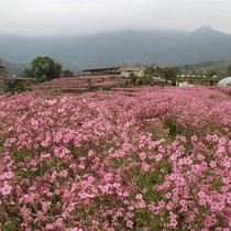 Large Flowers Full of Star Seed Seven colorful flowers Season Indoor outdoor Easy to live Potted flowers with Barley Blue Dish