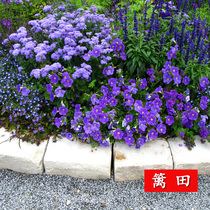 Blue Floral Flowers Sea Lan Color Potted Flowers Tan Flowers Pool Blue Thistle Seeds A String Of Orchid Six Times Rime Marion Thistle Flowers Seeds