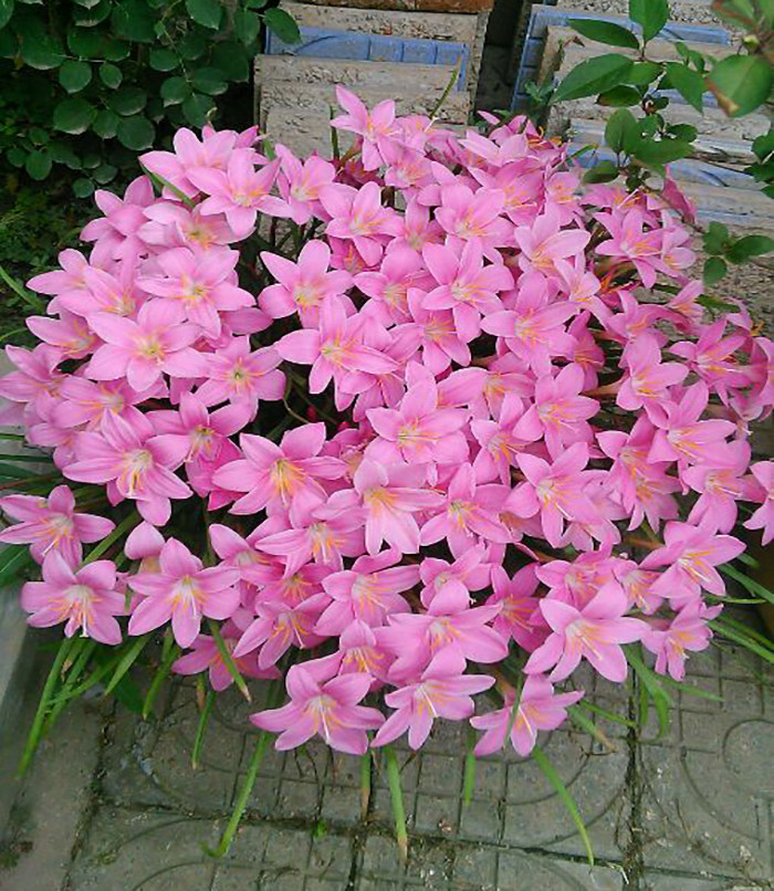 Autumn sowing seeds seed leek lotus leek orchid seedling ball four seasons wind and rain orchid onion orchid garden dwarf flowers