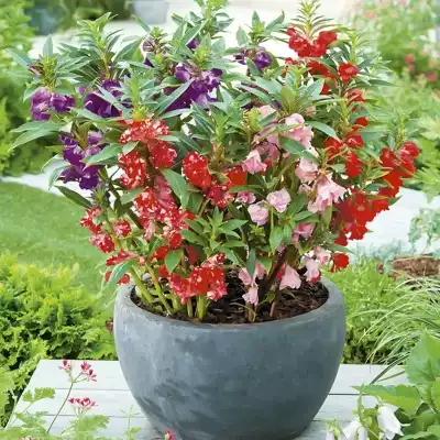 Henna flower seed colorful tea flower Impatiens seed seed kindergarten school students plant germination experimental planting