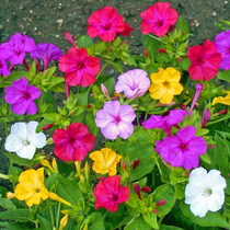 Colorful Purple Jasmine Flower Seed Mixed Color Mine Flower Seed Seed Balcony Potted Courtyard Fence resistant to cold and easy to live flowers