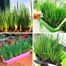 Season with small shallot seed onion seed Seeds Balcony Planted potted plant German red flower scallion Scallion Vegetable Seeds