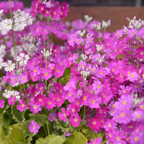 High Xueren Seed Flower Seed Beauty Man Grass Dwarf Snowwheel Grass Flower Seed Resistant To Cold And Drought Prone To Cultivar Seed