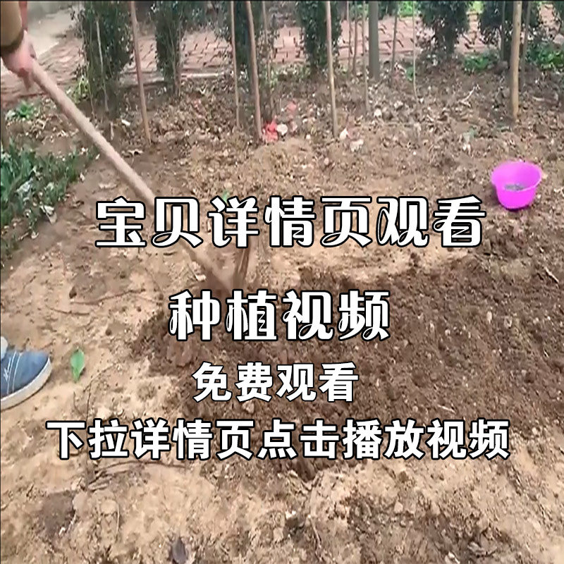 Chrysanthemum Broadflowers Combined Marium Sulfur Warm Planting Video