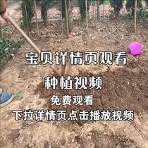 Marijuku Chrysanthemum Flowers Combine Marigold with Chrysanthemum Flowers and Chrysanthemum Flowers for Chrysanthemum Flowers