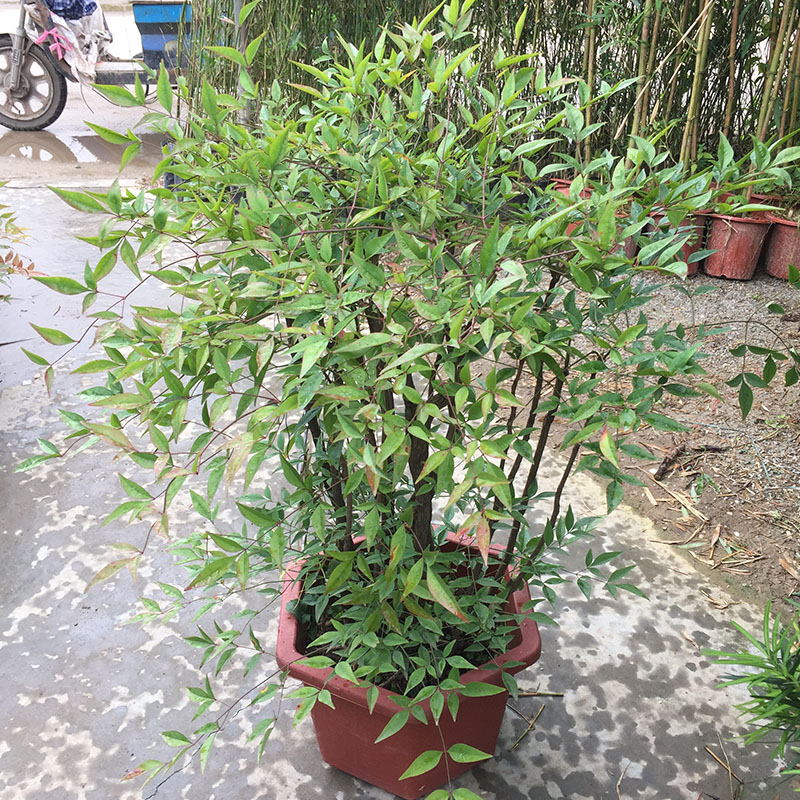 南天竹盆栽北歐家居辦公室門口庭院陽臺造型高雅綠植淨化空氣植物