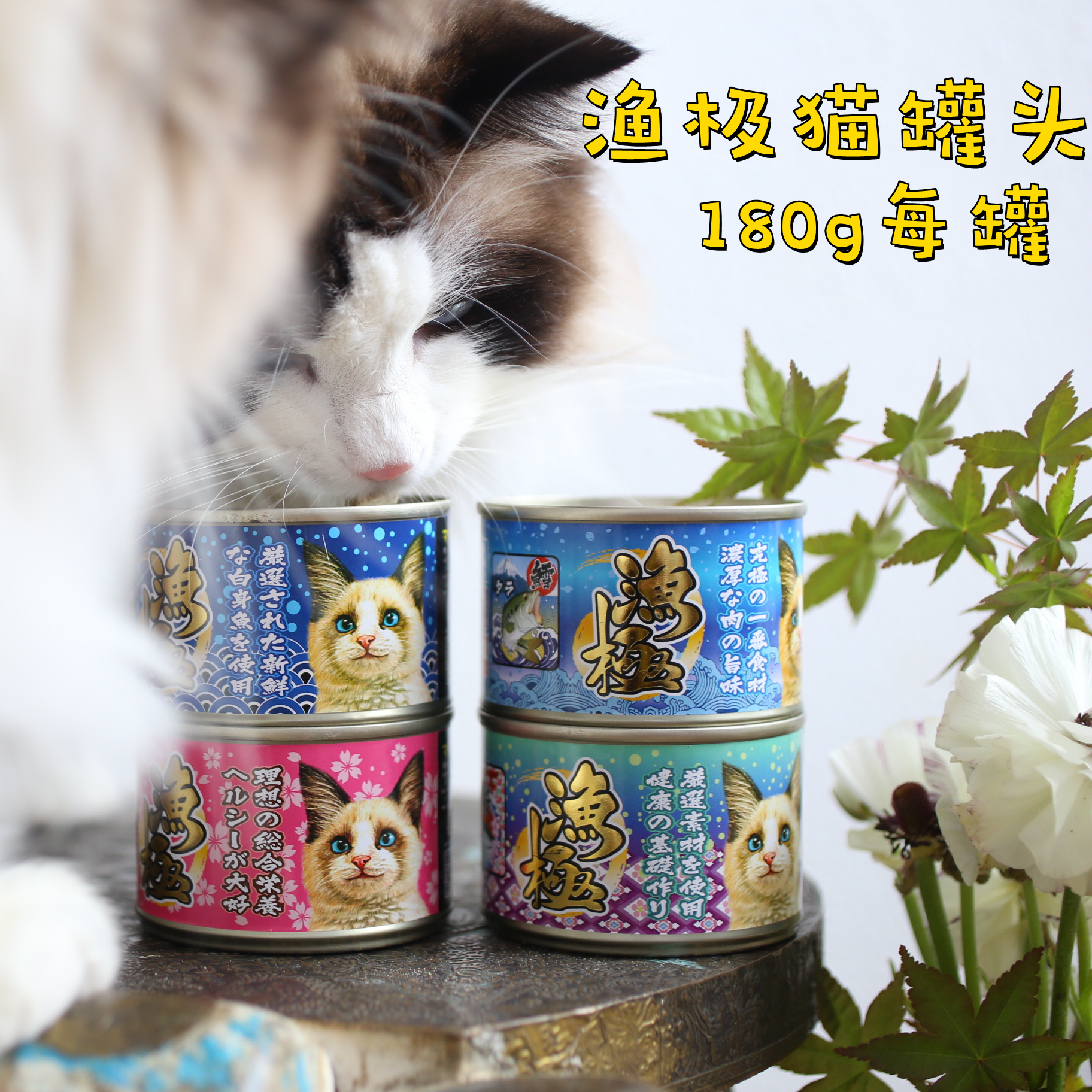 The spokesperson of the cat Japan AKIKA fishing pole canned cat food wet cat food tuna series 6 cans 160g