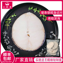 French Antarctic deep-sea fresh baby coveting silver cod fish whole sliced snowfish frozen fish for 500 gr pieces