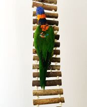 Muyu Yue natural parrot climbing ladder Hemp rope log bird ladder Ladder Bird cage stand accessories