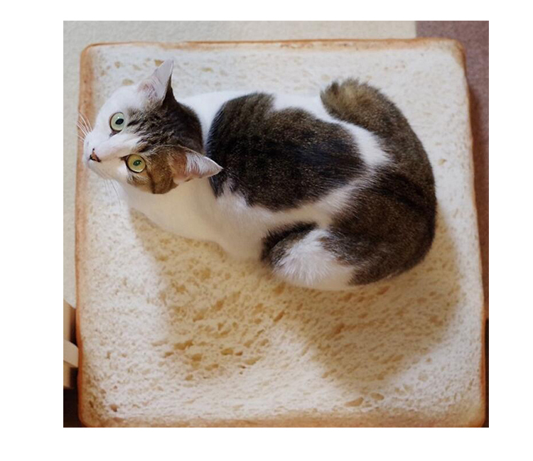 Peluche manga      en peluche Coussin Toast - Ref 2695243 Image 10