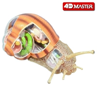 4D Master mẫu vật ốc sên giải phẫu mô hình lắp ráp tĩnh mô hình sinh viên vật liệu hỗ trợ giảng dạy mô hình xe mercedes