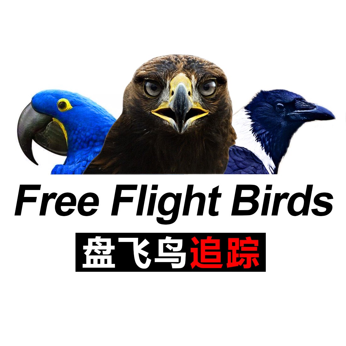 盘飞鸟的LOGO