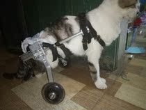 Cat wheelchair Paralyzed cat scooter Disabled cat auxiliary hind limb exercise car Broken leg dog Cat pet car Pet wheelchair
