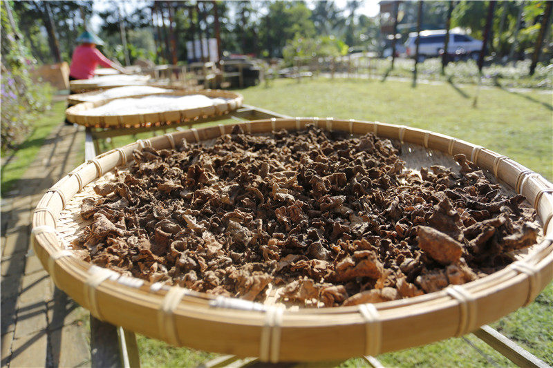 Hainan specialty new wild gold does not exchange for sun-dried 40g Chinese herbal medicine is not allowed mountain tortoise Miao Miao family