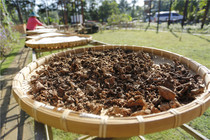 Hainan specialty new wild gold does not exchange for sun-dried 40g Chinese herbal medicine is not allowed mountain tortoise Miao Miao family