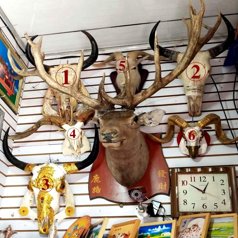 Mongolian Bag Dining Hall Decoration Inlaid Drilling Cattle Goat Skull Specimen Natural Real Cow Skull Goat Head Craft Gift Pendulum Decoration Hanging for Bull Head