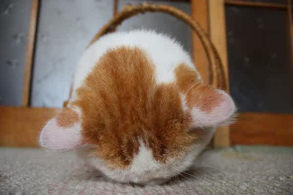 Bougie - Ref 2486326 Image 32