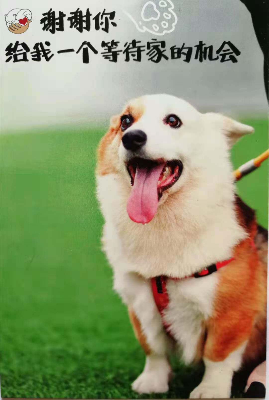 The welfare group specializes in (dog supplies) one-on-one.