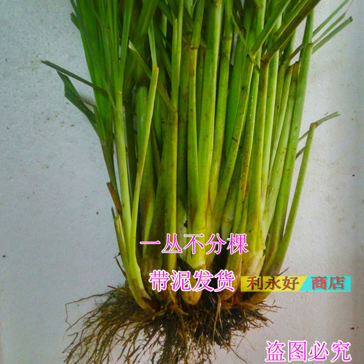带根新鲜香茅：泰国冬阴功的秘密武器，可食用可栽种的柠檬草香矛草苗