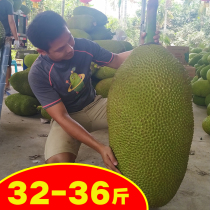 Hainan specialty Sanya yellow dried meat package jackfruit fresh fruit 35 pounds to eat