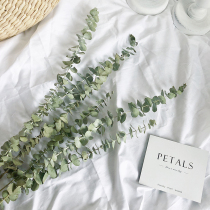 Eucalyptus leaf dried flower bouquet ins Nordic living room flower arrangement vase ornaments Yunnan natural real flower home decoration