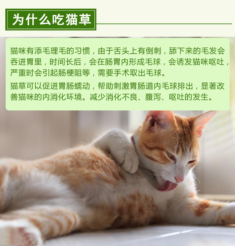 Mèo trồng cỏ đặt mèo để bóng tóc sạch răng tự nhiên mèo cỏ hạt giống mèo ăn nhẹ thức ăn thức ăn cho mèo - Đồ ăn nhẹ cho mèo cá hộp