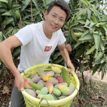 SF tree is naturally cooked and sweet. Sanya naturally cooked and cheese 5 kg 10-20 with little