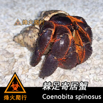 (Thorns home crab) The ferocious giant land host crab living spiking the pet crab is highly aggressive