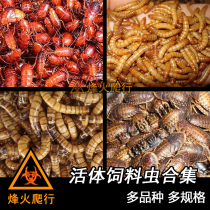 (Live feed worm collection) Cherry red cockroach Dubiya Miao breadworm yellow mealworm barley cricket