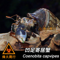 (Recessed Foot Crab) Blue Land Consignment Crab Rare Breed Lusei Freshwater Net Red Live Pet Crab