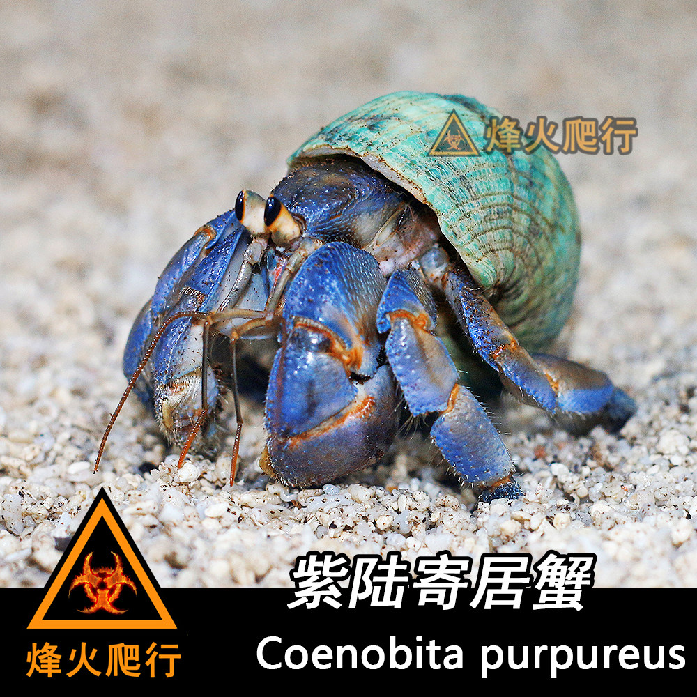 (Japanese Purple Land Host Crab) High-end Pet Land Crab Living Net Red Meng Spotting Spot Live Optional