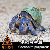 (Japanese Purple Land Host Crab) High-end Pet Land Crab Living Net Red Meng Spotting Spot Live Optional