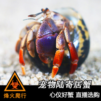 Pet hermit crab strawberry gray white short wrist deep purple land foot land crab freshwater pet Lila lavender Xibo