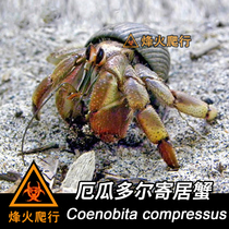 (Ecuadorean hosts crab) Small land hosts crab as a body only 5 cm or so lively relatives are well raised