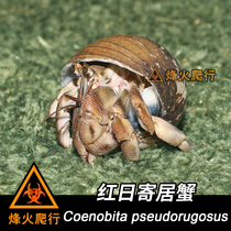 (Red Daily Consignment Crab) Cold Door Rare Land Host Crab Living Ashes Collection Class Pet Crab Metal Silver Grey