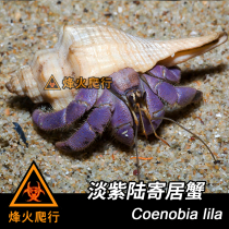 (Pale Purple Sustena Crab) Purple blue land hosts crab Lila rare and lively pet crab Lila crab