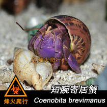 (Short wrist hermit crab) Purple Land hermit crab resistant to drought and domineering pliers novice entry-level pet crab