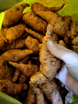 Freshly dug and found 2200 grams of fresh rehmannia glutinosa authentic fresh rehmannia glutinosa specialty origin in Huaiqing Prefecture Jiaozuo Henan