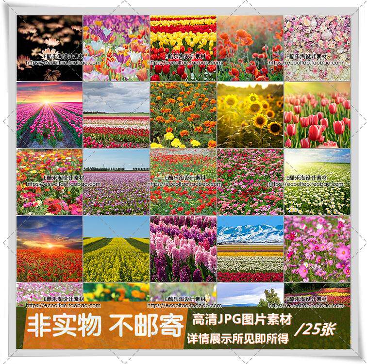 J869 花海植物玫瑰花向日葵風信子油菜花景色高清jpg攝影圖片素材