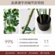 Simulated Green Plants, High-End Light Luxury, Bionic Duck Foot Wood, Indoor Living Room Sofa Side, Large Potted Plants, Floor-Standing Fake Plants