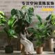 Simulated Green Plants, Artificial Trees, Bird of Paradise, Bionic Plants, Potted Ornaments, Classy Light Luxury Indoor Living Room Decoration, Flower Landscaping