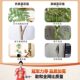 Simulated Green Plants, High-End Light Luxury Living Room Decoration, Floor-Standing Ornaments, Indoor High-End Bionic Jacaranda Fake Flower Tree Potted Plants