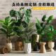 Simulated Green Plants, Artificial Trees, Bird of Paradise, Bionic Plants, Potted Ornaments, Classy Light Luxury Indoor Living Room Decoration, Flower Landscaping
