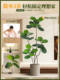 Artificial Green Plant Ficus Lyrata with a High-End Feel, Living Room Artificial Green Plant Decoration, Indoor Floor-Standing Artificial Green Plant Potted Plant