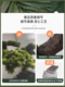 Artificial Green Plant Set for Indoor Duplex Villa, Decorative Pine Tree under the Stairs, Chinese-Style Landscaping, Rockery and Artificial Stones