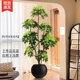 Simulated Green Plants, High-End Light Luxury Duck-Foot Wood Indoor Potted Plants, Large Artificial Plants, Fake Trees, Living Room Decorations and Ornaments