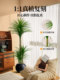 Simulated Green Plant Dracaena for Landscaping, High-End Light Luxury Living Room Interior Decoration, Large Potted Plant with a Sense of Sophistication, Floor-Standing Ornament