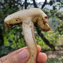 Shennongjia wild porcini mushroom soup dry goods