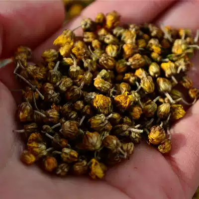 Farmhouse wild chrysanthemum Shennongjia wild chrysanthemum wild bulk Chinese herbal medicine chrysanthemum 180g bottle